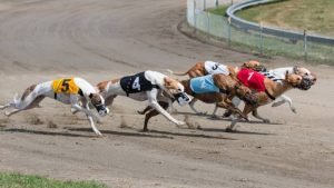Greyhound Racing Betting